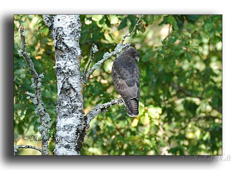 262-HMO1969-buse-buteo buteo-a-la-chasse.jpg